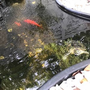 Meet your Posher, Sam